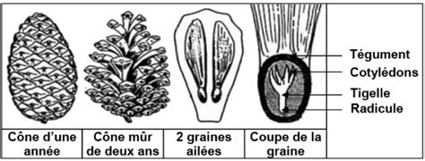 Cônes : définition de Cônes et synonymes de Cônes (français).